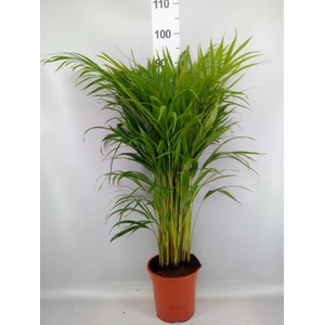 Dypsis lutescens   ...Chrysalidoca