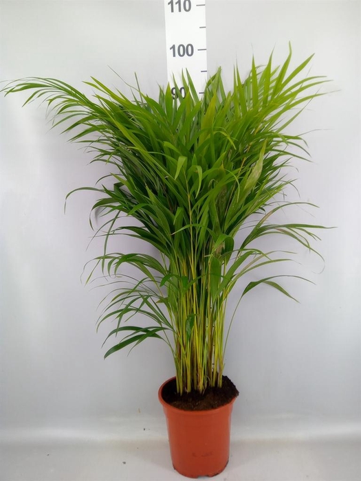 <h4>Dypsis lutescens   ...Chrysalidoca</h4>