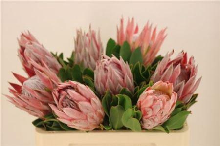 <h4>Protea Cynaroides</h4>