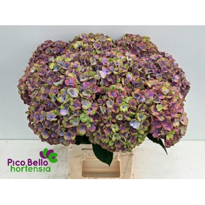 Hydrangea mag coral