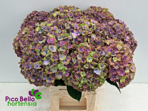 <h4>Hydrangea mag coral</h4>