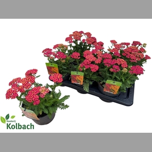 ACHI MILLEFOLIUM