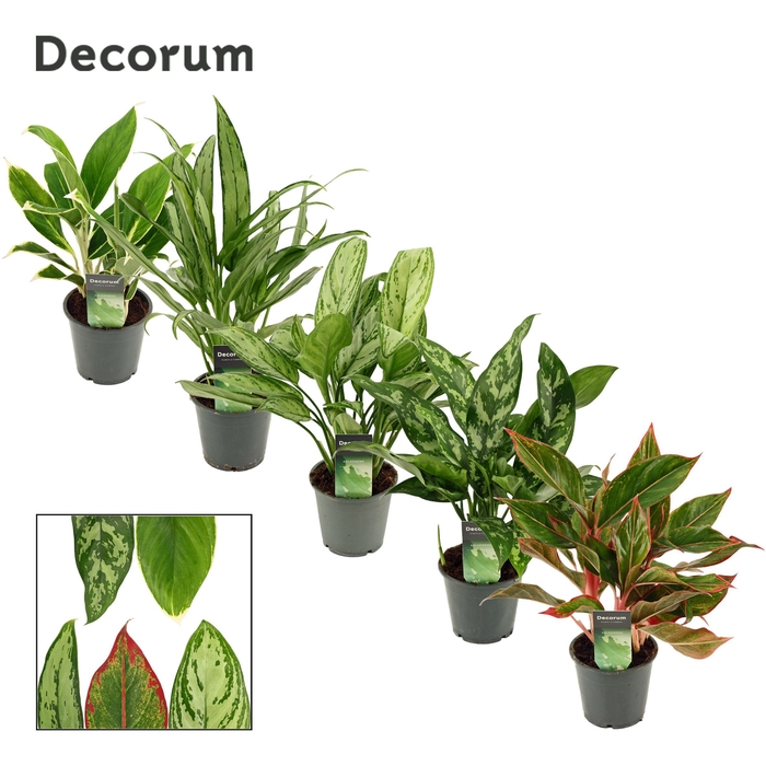 <h4>Aglaonema mix 12 cm (Decorum)</h4>