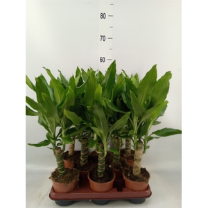 Dracaena frag. 'Steudneri'