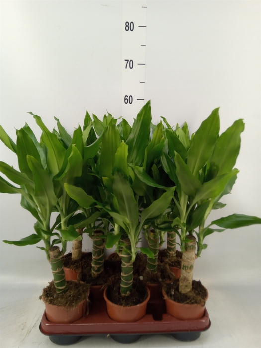 <h4>Dracaena frag. 'Steudneri'</h4>