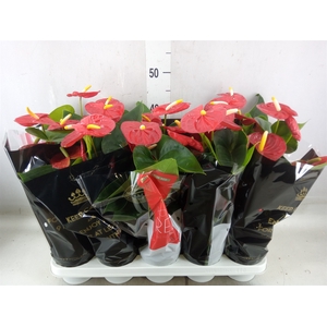 Anthurium andr. 'Royal Champion'