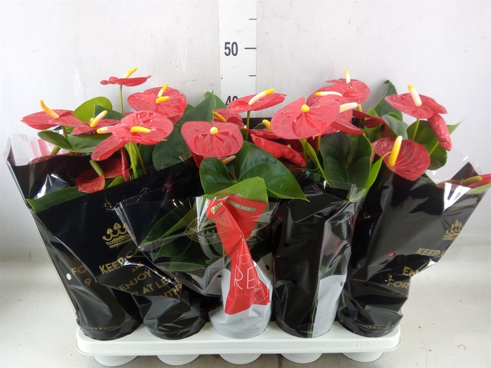 <h4>Anthurium andr. 'Royal Champion'</h4>