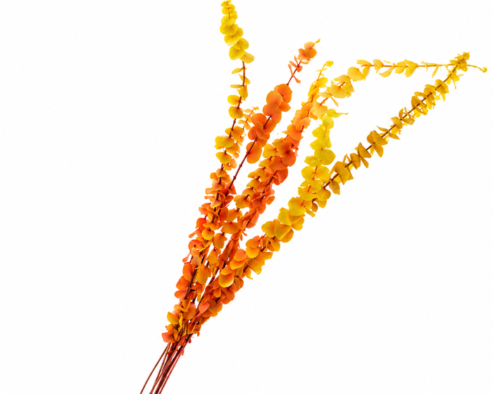 <h4>Dried Bleached Eucalyptus Baby Blue Autumn</h4>