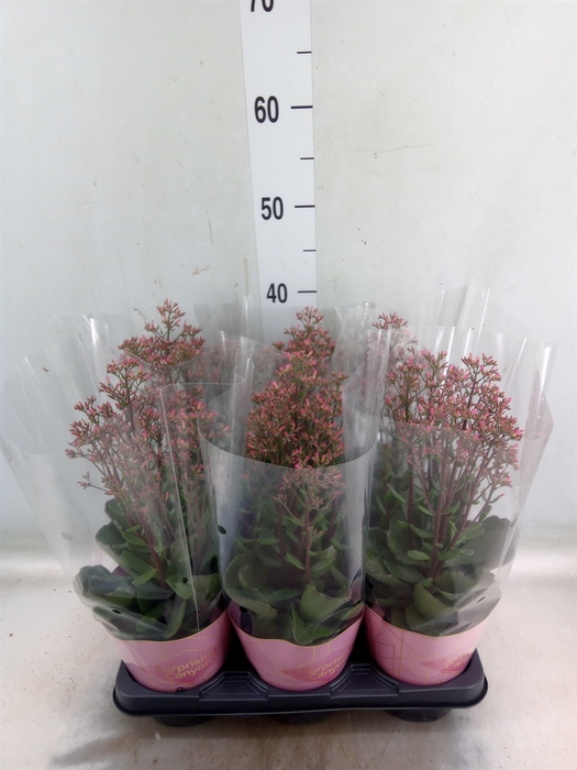 <h4>Kalanchoe  'WildFlow Surp Canyon'</h4>