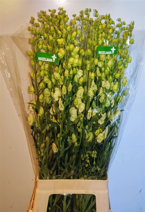 <h4>ACONI NA ALBUM</h4>