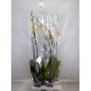 Phalaenopsis   ...white