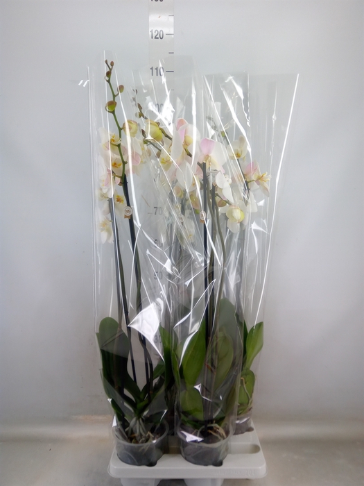 <h4>Phalaenopsis   ...white</h4>