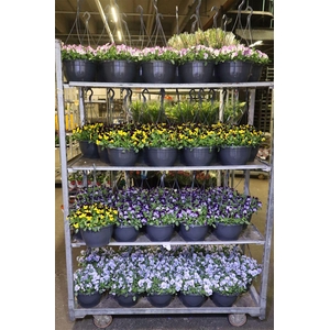 Vio Co Mixk In Hangpot