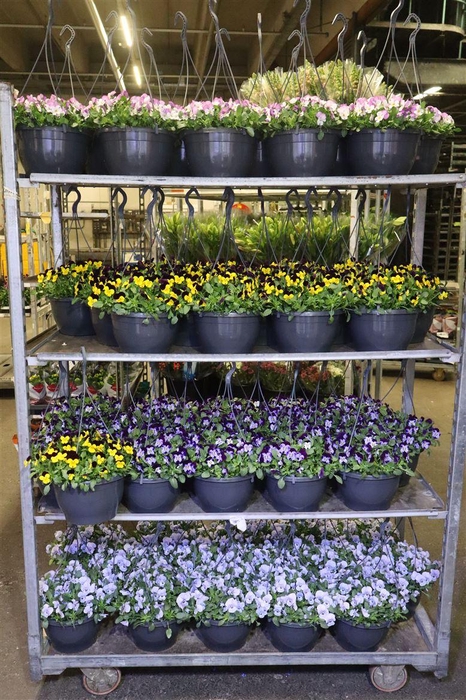 <h4>Vio Co Mixk In Hangpot</h4>