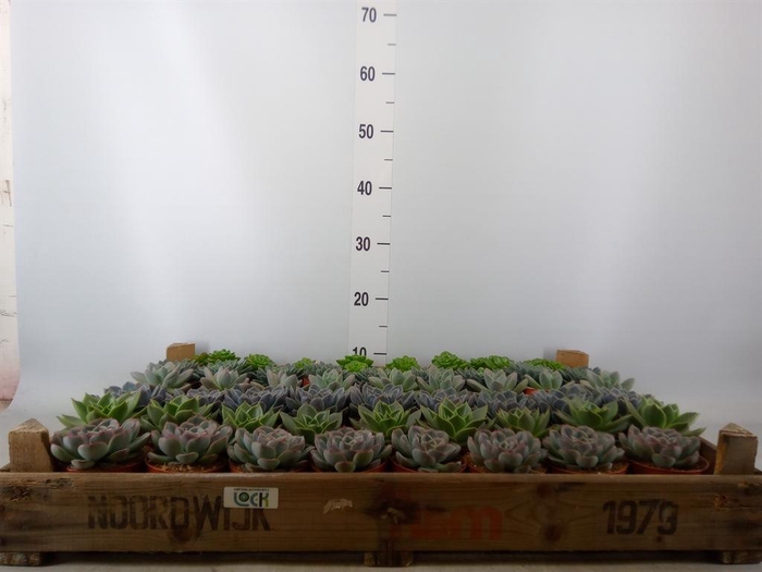 <h4>Echeveria   ...</h4>