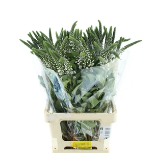 Lysim Clethroides