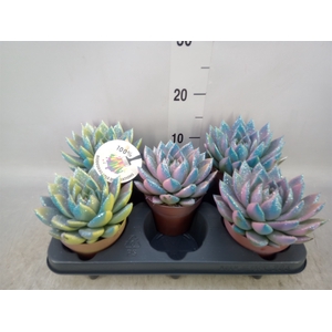 Echeveria  'Miranda'