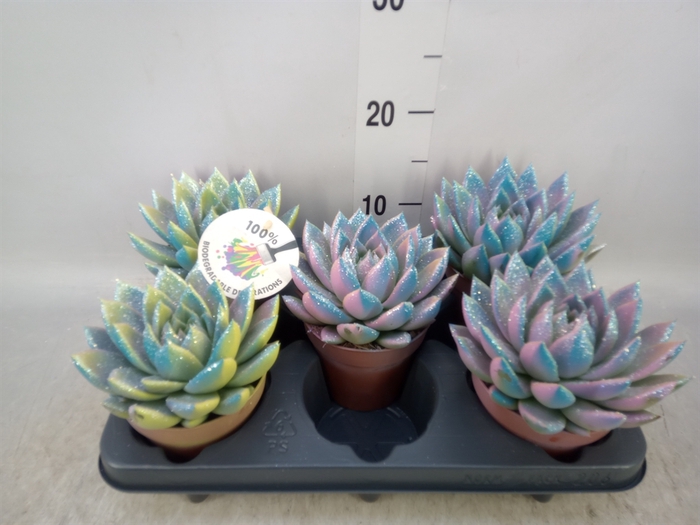 <h4>Echeveria  'Miranda'</h4>