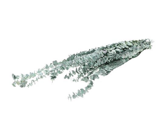 Bunch Eucalyptus Baby Slv 150g