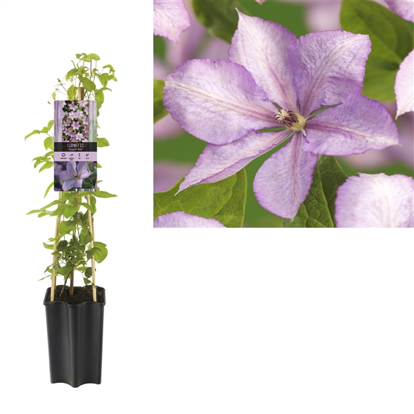 <h4>Clematis 'Margaret Hunt' +light label</h4>