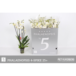 PHAL OV WIT
