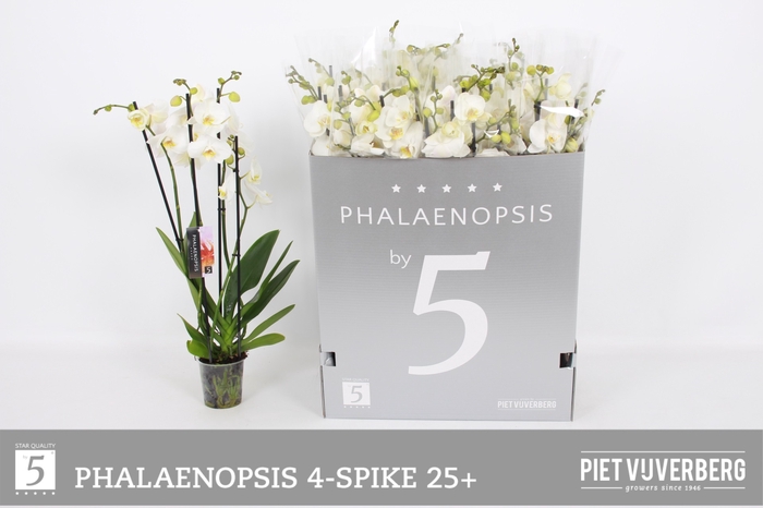 <h4>PHAL OV WIT</h4>