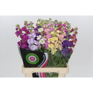 Matth Iron Mix Rainbow