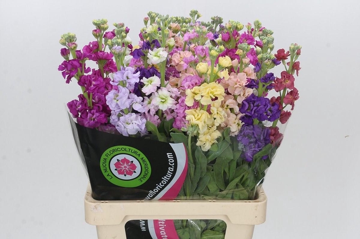 <h4>Matth Iron Mix Rainbow</h4>