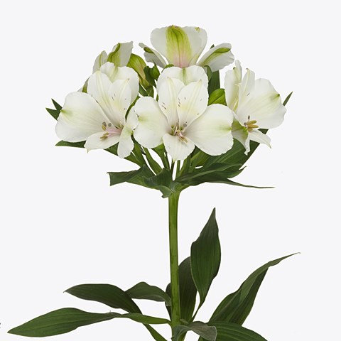 <h4>ALSTROEMERIA KENSI</h4>