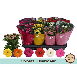 Kalanchoë Double Mix in Coloursleeve