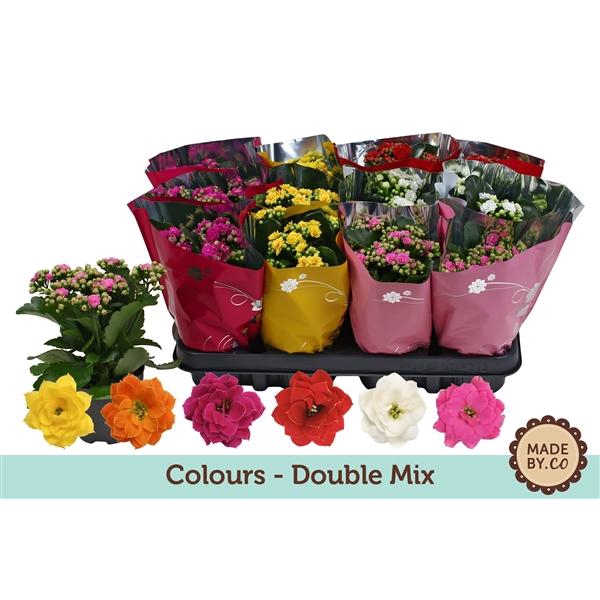 <h4>Kalanchoë Double Mix in Coloursleeve</h4>