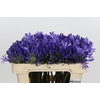 Agapanthus EYFORI Blue