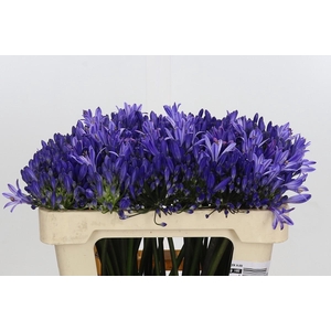 Agapanthus Eyfori Blue