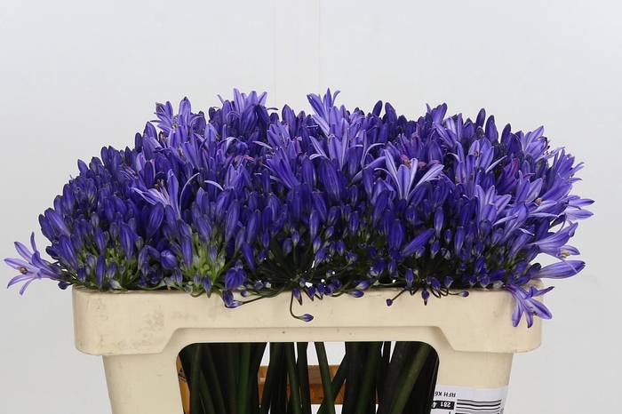 <h4>Agapanthus Eyfori Blue</h4>