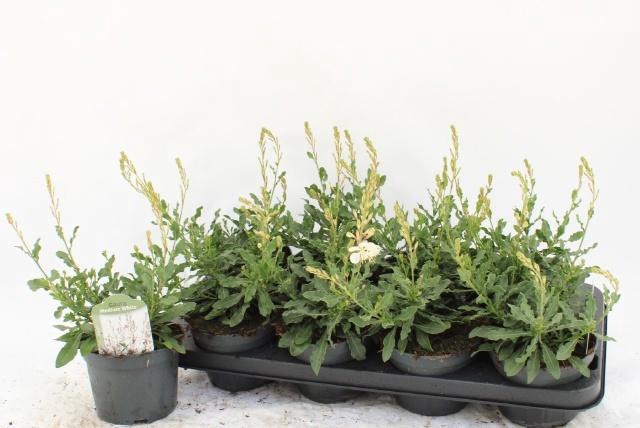 <h4>GAUR LI GEYSER WHITE P13</h4>