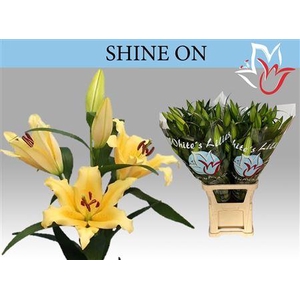 Li Ot Shine On 5+