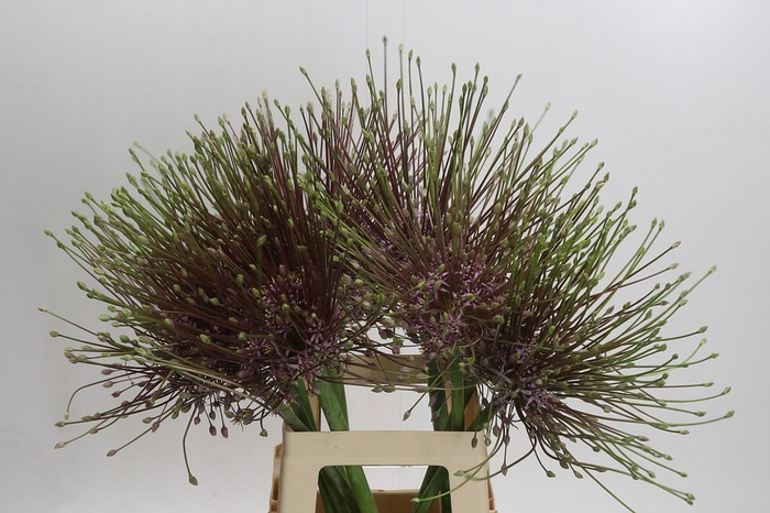 <h4>Allium Schubertii</h4>