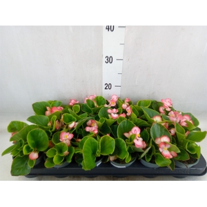 Begonia semp.   ...