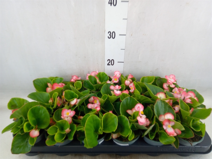 <h4>Begonia semp.   ...</h4>