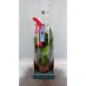 Anthurium  'Banderola Lava'