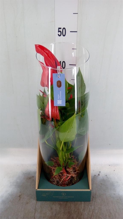 <h4>Anthurium  'Banderola Lava'</h4>