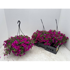 CALIB CA CHERRY ROSE