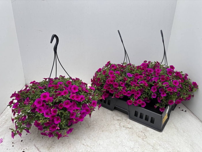 <h4>CALIB CA CHERRY ROSE</h4>