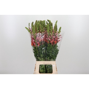 Antirrhinum Po D. Orange