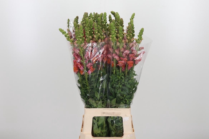 <h4>Antirrhinum Po D. Orange</h4>