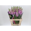 Matthiola Iron Pink