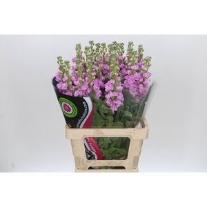 Matthiola Iron Pink