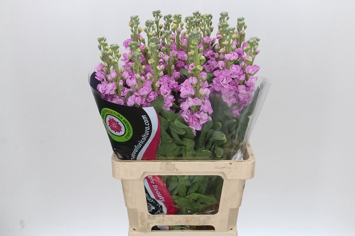 <h4>Matthiola Iron Pink</h4>