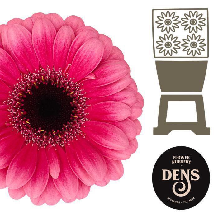 <h4>Germini Amelie Diamond</h4>