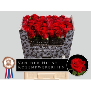 R Gr Con Amore Hulst